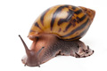 Achatina achatin achatina Ghana typ 1a x 2 semiadult